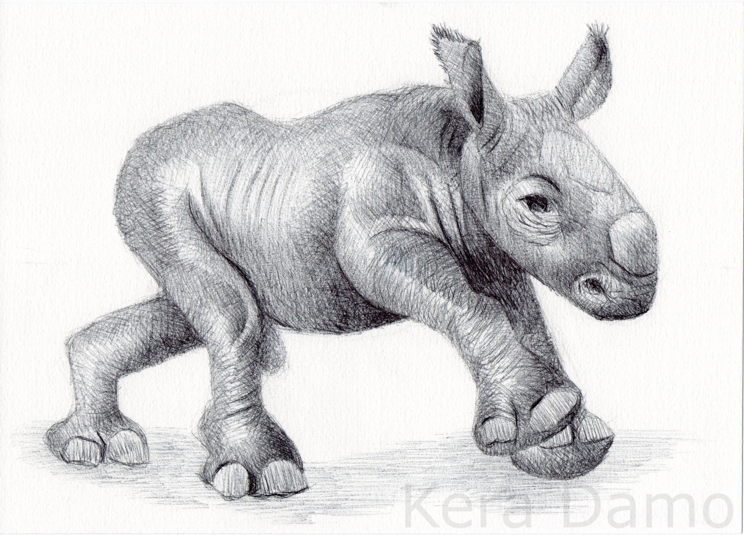 Day 21 of Inktober / Prompt: Rhinoceros / Materials: Bic pens - Made by visual artist Kera Damo from the Hague